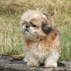 Puszysty piesek siedzi na kamieniu. Zastanawia się, czy pies może jeść chleb z pasztetem, gdy patrzy w dal.