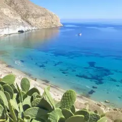 Cactus en primer plano en una cala de San José, Almería. Aguas cristalinas y un velero navegan en el mar azul.