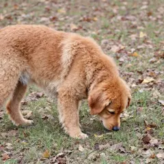 Mon chien mange beaucoup d'herbe d'un coup, le museau dans le gazon parsemé de feuilles mortes.