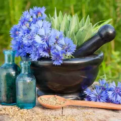 Fiori di fiordaliso in vaso, con erbe e boccette antiche, pronti per preparare rimedi naturali.