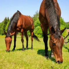 Dwa brązowe konie pasą się na zielonej łące. Drewniany pastuch dla koni oddziela je od dalszej części pola.