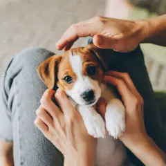 Uroczy szczeniak Jack Russell Terrier w ramionach. Czas na adopcję? Kiedy wydawać szczeniaki, by były szczęśliwe i zdrowe.