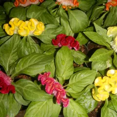 Celozja grzebieniasta uprawa: bujne, zielone liście i barwne, faliste kwiatostany w odcieniach żółci i czerwieni.