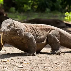 Un imponente dragón de Komodo, con su lengua bífida fuera, camina sobre tierra seca. Su gran tamaño y peso son evidentes.