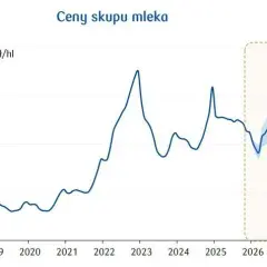 Cena skupu mleka 2026: Ile płacą mleczarnie? Prognozy
