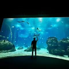 Oceanarium Lizbona – fascynujące morskie stworzenia i atrakcje dla rodzin