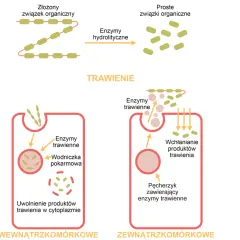 Schemat pokazuje, jak enzymy trawiące rozkładają złożone związki organiczne na proste, co jest kluczowe dla procesów trawiennych w żołądku.