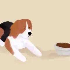 Piesek beagle leży obok miski z karmą, ale wyraźnie widać, że pies nie chce jeść suchej karmy.