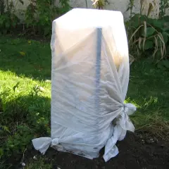 Un jeune planter bananier est protégé par une bâche blanche nouée à sa base, prêt à affronter l'hiver.