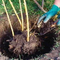 Mains gantées ajoutent de la terre autour d'un jeune planter bambou.