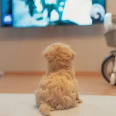 Mały, puszysty piesek siedzi na dywanie i z zaciekawieniem ogląda telewizor. Tak jak widzi pies telewizor – w ruchu i kolorach.