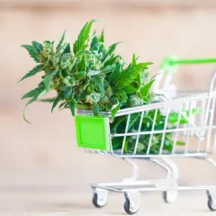Sklep z nasionami konopi: Jak kupić legalnie i bezpiecznie?