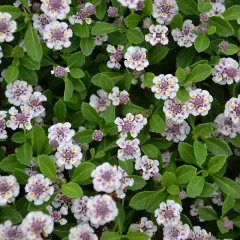 Fiori bianchi e viola di Lippia nodiflora in inverno, con foglie verdi brillanti.