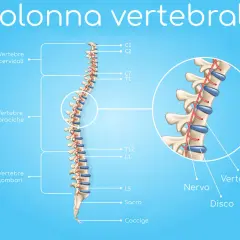 Illustrazione della colonna vertebrale con dettagli su vertebre cervicali, toraciche e lombari. Un ingrandimento mostra nervi e dischi, utili per comprendere la spondilo artrosi.