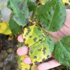 Feuilles de rosier atteintes de marsonia, montrant des taches noires sur fond jaune.