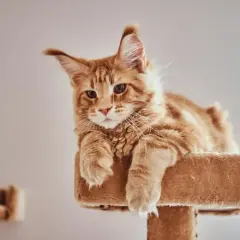 Rudy kot Maine Coon leży na drapaku, zastanawiając się nad oryginalnym imieniem dla kota.