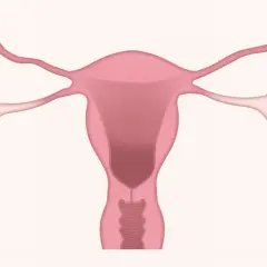 Anatomia układu rozrodczego kobiety. Warto znać potencjalne duphaston skutki uboczne.