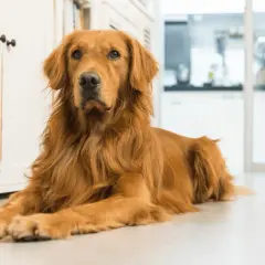 Czy golden retriever może mieszkać w bloku? Sprawdź, jak to zrobić dobrze