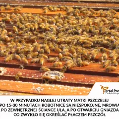 Rój pszczół na ramkach ula. Robotnice są niespokojne, gdy umiera królowa pszczół, co się dzieje w takich sytuacjach.