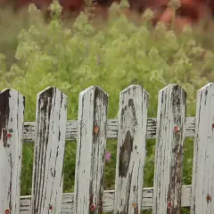 Ett vitt, slitet staket med rostiga spikar. Bakom syns lummig grönska, som om någon snart ska måla staket.