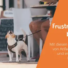 Kleiner Hund bellt frustriert, während er an der Leine wartet. Übungen zur Frustrationstoleranz beim Hund helfen, Geduld zu lernen.