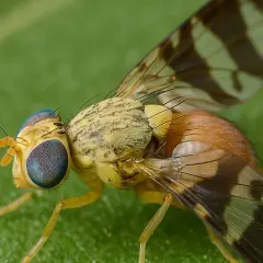 Mosca con occhi blu e ali a strisce, posata su una foglia verde. Il suo corpo giallo e marrone ricorda un piccolo picciolo foglia.