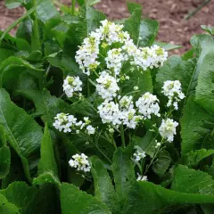 Grüne, zerknitterte Blätter umrahmen zarte weiße Blüten. Meerrettich Pflanzen blühen im Garten und verströmen einen würzigen Duft.