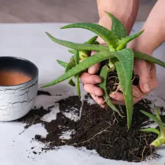 Hände halten Aloe Vera Ableger mit Wurzeln. Daneben ein Topf und Erde.