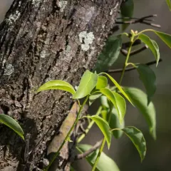 Ramo di un albero di canfora con foglie verdi brillanti. Forse le zanzare evitano questo albero.