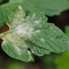 Grünes Tomatenblatt mit weißem Belag, Anzeichen von **Mehltau an Tomaten**.
