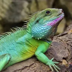Un **dragón de agua** de escamas verdes y azules, con toques rosados en su cara, descansa sobre una rama.