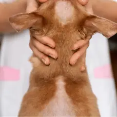 Un chien roux présente une perte de poils sur la tête et le cou, sans signe de démangeaison. Un vétérinaire examine le pelage.