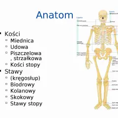 Szkielet człowieka z zaznaczonymi częściami nogi: kość udowa, piszczelowa, strzałkowa, stawy stopy.