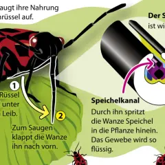 Feuerwanzen saugen flüssige Nahrung mit ihrem Stechrüssel auf, indem sie Speichel einspritzen und das Gewebe verflüssigen.