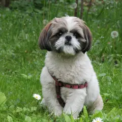 Uroczy shih tzu w szelkach siedzi na trawie. Idealny przykład do stworzenia tabeli żywienia shih tzu.