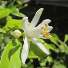 Fleur de citronnier en pleine évolution, ses pétales blancs s'ouvrent sur des étamines dorées. Un bouton floral prometteur est visible.