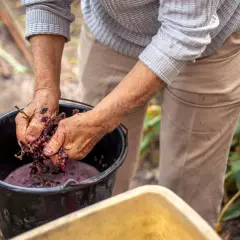 Mani che pigiano uva in un secchio, un gesto che racchiude il significato del vino biodinamico: rispetto per la terra e per il frutto.