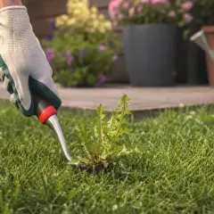 Gartenhandschuh mit Werkzeug entfernt Löwenzahn. Perfekt, wann Unkraut entfernen, für einen gepflegten Rasen.