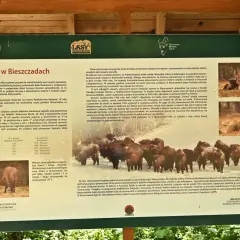 Tablica informacyjna o żubrach w Bieszczadach, przedstawiająca zdjęcia tych zwierząt i opis historii ich powrotu. Zagroda żubrów Muczne.