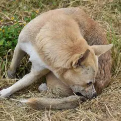 Perro con pulgas se rasca la cola. Busca remedios caseros para pulgas en perros.