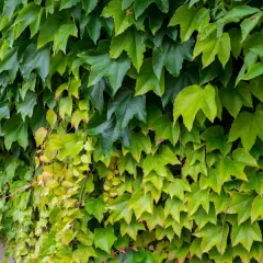 Dichtes Blattwerk von Vitis sylvestris, das eine Wand bedeckt. Die Blätter sind in verschiedenen Grüntönen, einige sind gelblich.