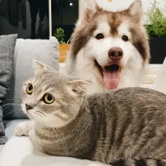 ¿Quién es más inteligente un perro o un gato? Comparativa sorprendente