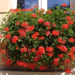 Obficie kwitnąca pelargonia kaskadowa w intensywnym kolorze czerwonym, tworząca bujną, zieloną masę kwiatów zwisającą z okna.