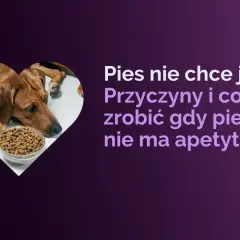 Smutny piesek leży obok miski z jedzeniem. Pies nie chce jeść psiego jedzenia, gdy brakuje mu apetytu.