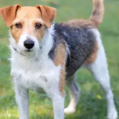 Wesoły parson russell terrier stoi na trawie, gotowy do zabawy.