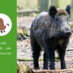 Dziki na osiedlu: Co robić, kogo wezwać i jak się chronić?