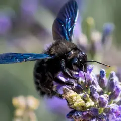 Eine schwarze Biene mit schillernden blauen Flügeln saugt Nektar aus einer Lavendelblüte.