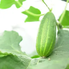 Un jeune concombre vert pousse sur sa plante, entouré de feuilles luxuriantes. Le cornichon est-il un concombre ? Oui, c'est un jeune concombre.
