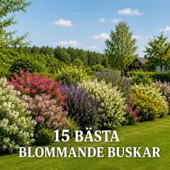 En vacker trädgård med en rad av blommande buskar i olika färger, från vitt och rosa till lila och gult.