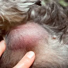 Gros plan sur un lipome sous la peau d'un chat, une masse bénigne.